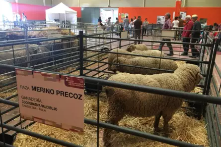 Fiestas de Candeleda y El Raso