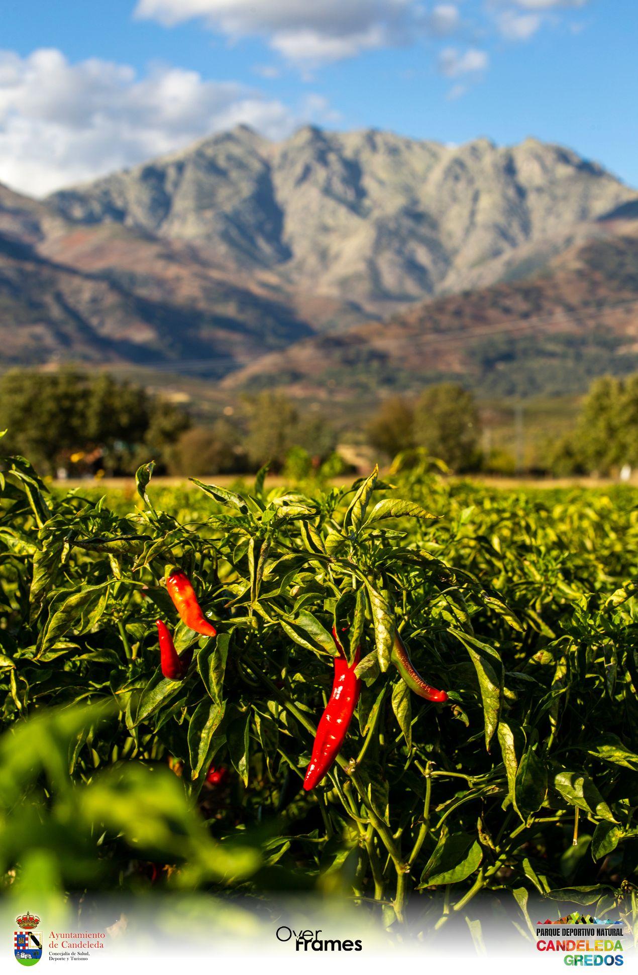 Los Sequeros de Pimiento de Candeleda