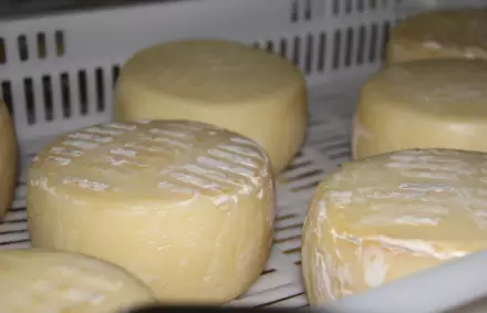 Gastronomía, quesos de cabra de Candeleda